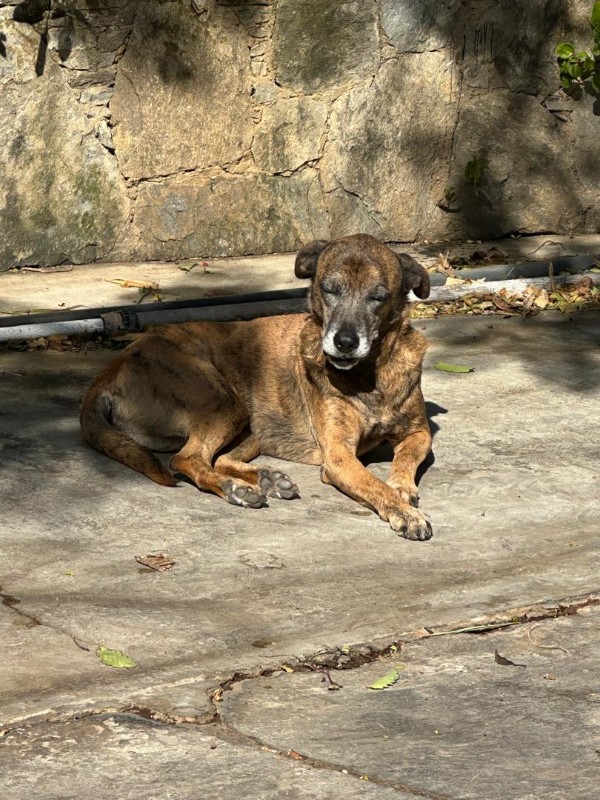 Tyaji of the purujit1912 family