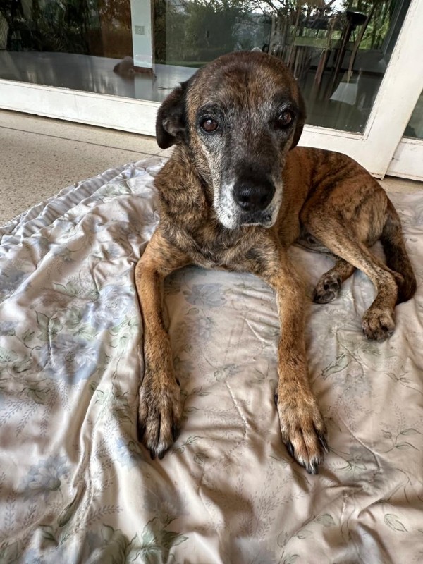 Tyaji of the purujit1912 family