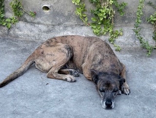 Tyaji of the purujit1912 family