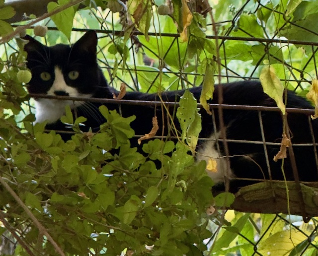 purujit1912 uploaded   1 year/s ago