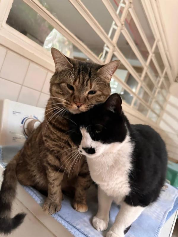 purujit1912 uploaded   1 year/s ago