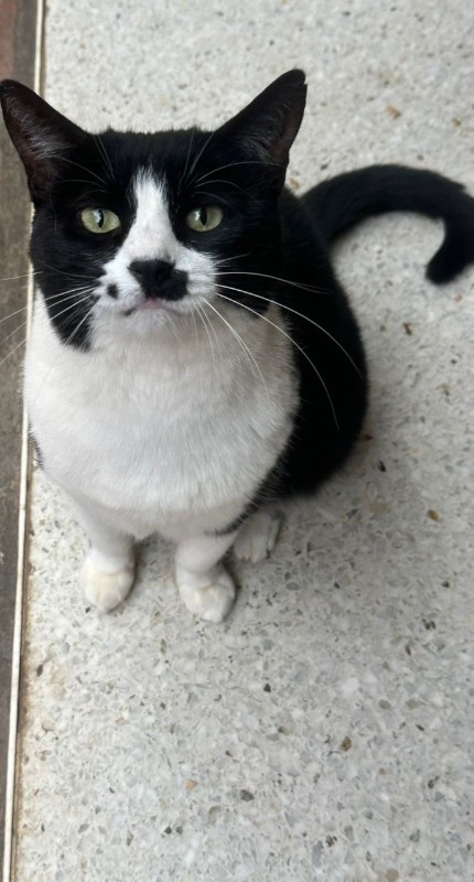 Shaila of the purujit1912 family