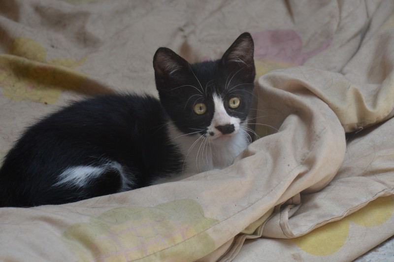 purujit1912 uploaded   249  day/s  ago