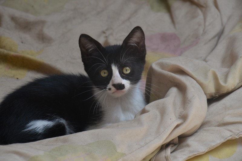 Shaila of the purujit1912 family