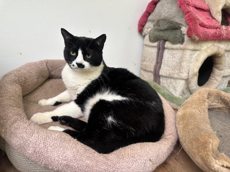 Shaila of the purujit1912 family