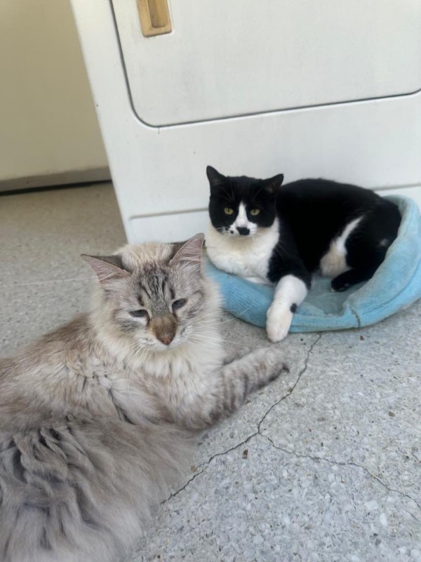 Shaila of the purujit1912 family