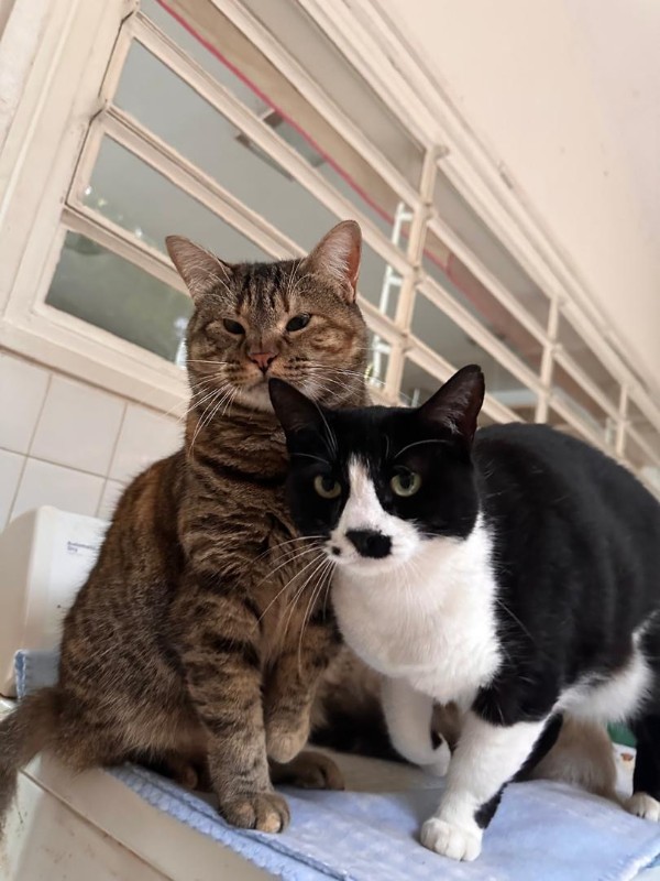 purujit1912 uploaded   1 year/s ago