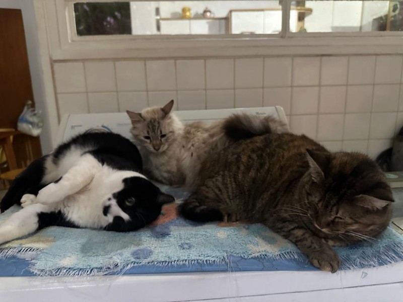 Shaila of the purujit1912 family