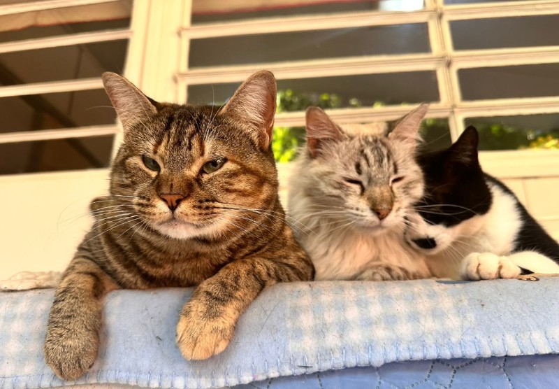 purujit1912 uploaded   349  day/s  ago