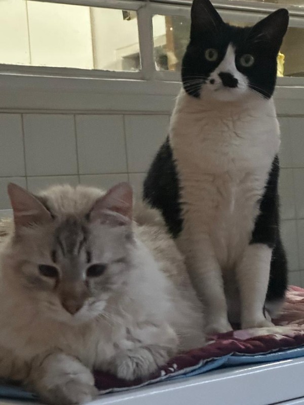 Shaila of the purujit1912 family