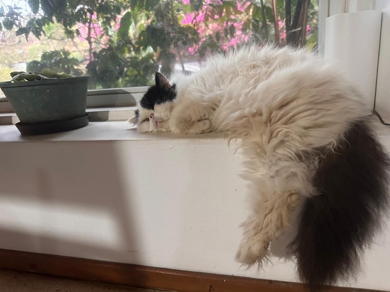 purujit1912 uploaded   1 year/s ago