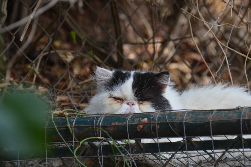 purujit1912 uploaded   249  day/s  ago