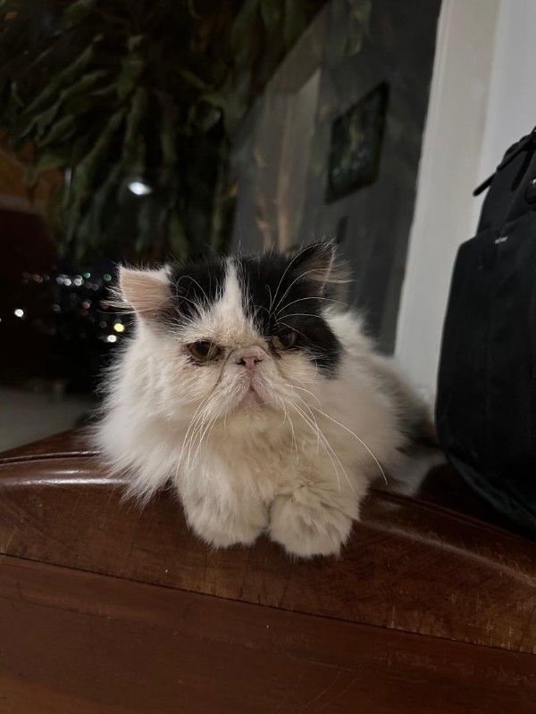 purujit1912 uploaded   1 year/s ago