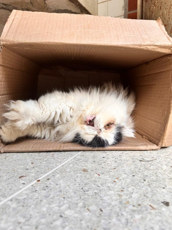 purujit1912 uploaded   221  day/s  ago