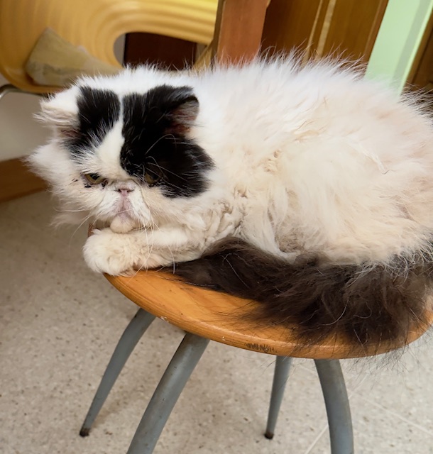 purujit1912 uploaded   317  day/s  ago