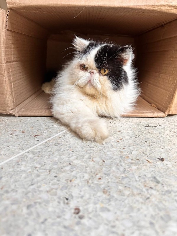 purujit1912 uploaded   221  day/s  ago