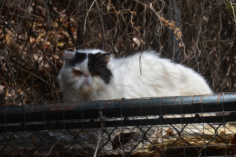 purujit1912 uploaded   249  day/s  ago