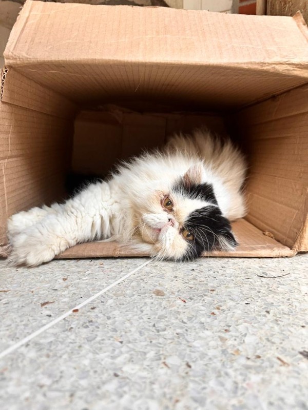 purujit1912 uploaded   221  day/s  ago