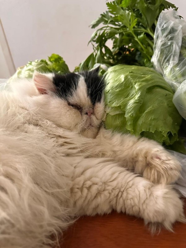 purujit1912 uploaded   331  day/s  ago