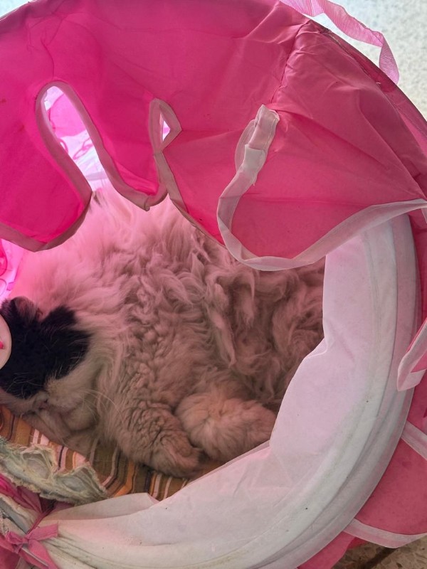 Bimbo of the purujit1912 family