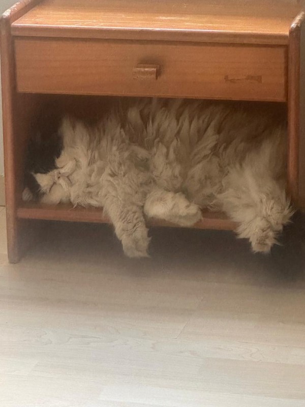 Bimbo of the purujit1912 family