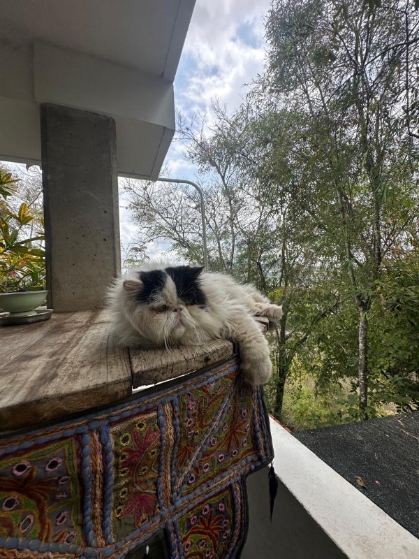 purujit1912 uploaded   8  day/s  ago