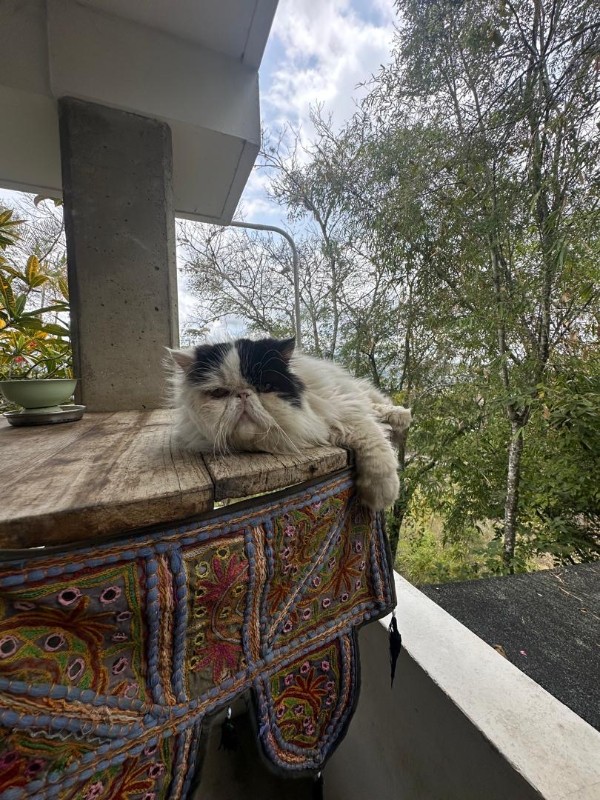 purujit1912 uploaded   8  day/s  ago