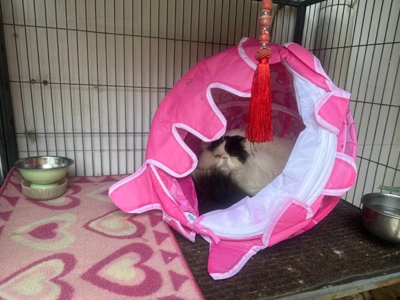 Bimbo of the purujit1912 family