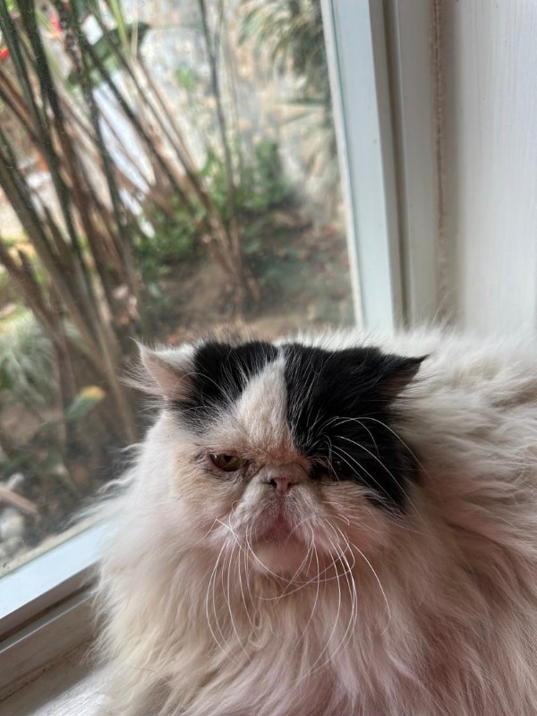 Bimbo of the purujit1912 family