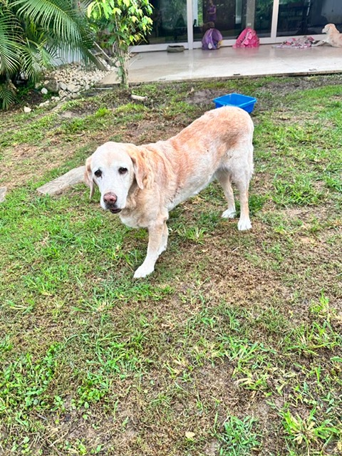 purujit1912 uploaded   331  day/s  ago