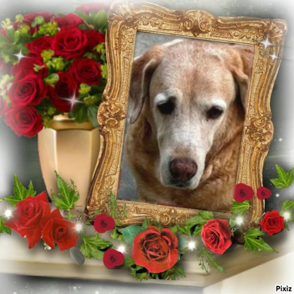 Saki of the purujit1912 family