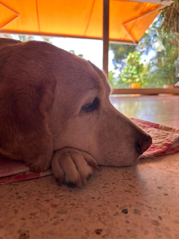 purujit1912 uploaded   313  day/s  ago