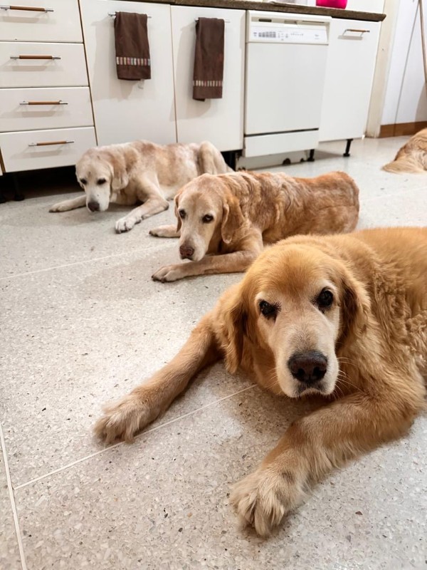 purujit1912 uploaded   313  day/s  ago