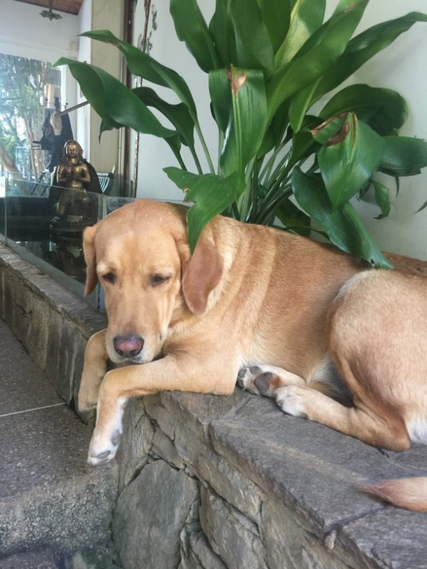 Saki of the purujit1912 family