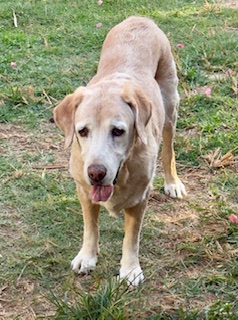 purujit1912 uploaded   1 year/s ago