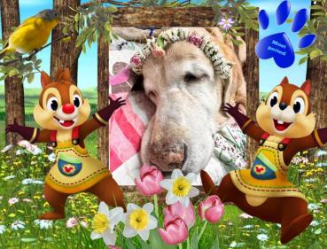 Saki of the purujit1912 family