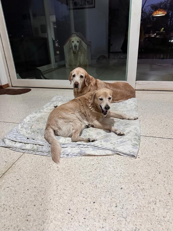 purujit1912 uploaded   1 year/s ago