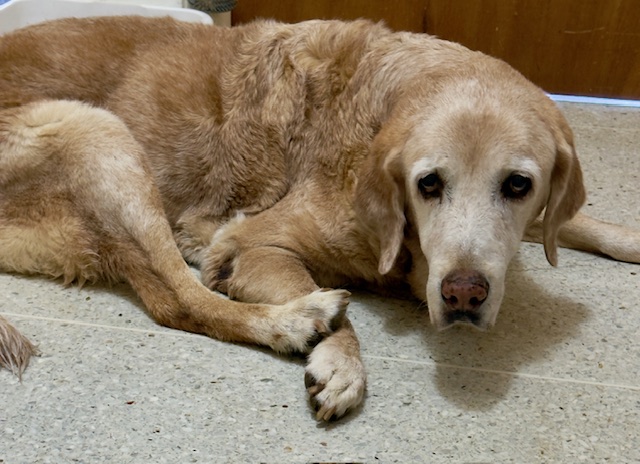 purujit1912 uploaded   317  day/s  ago