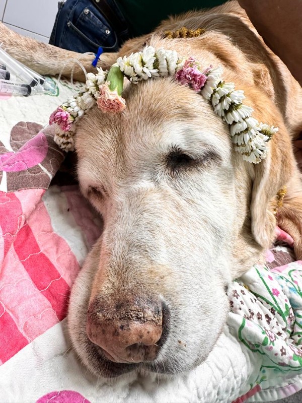 purujit1912 uploaded   313  day/s  ago