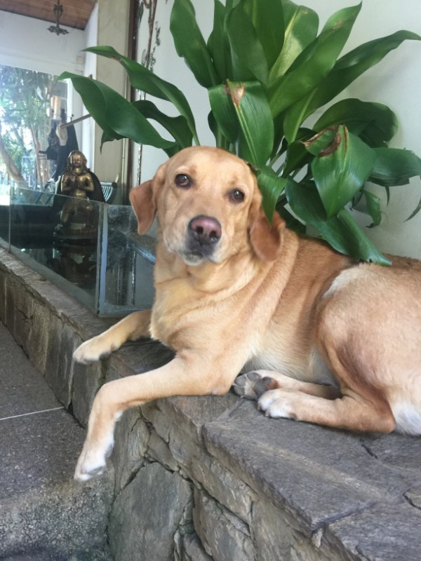 Saki of the purujit1912 family