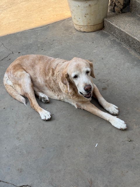 purujit1912 uploaded   1 year/s ago