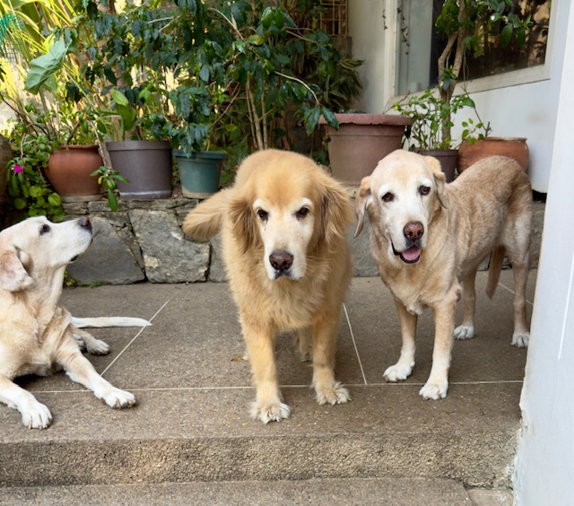 purujit1912 uploaded   1 year/s ago