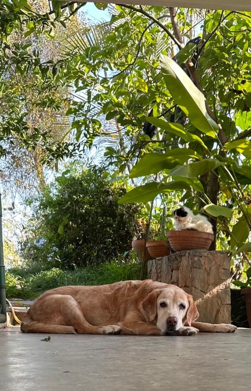 purujit1912 uploaded   1 year/s ago