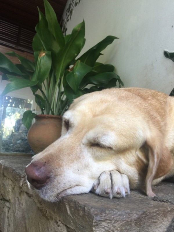 Saki of the purujit1912 family