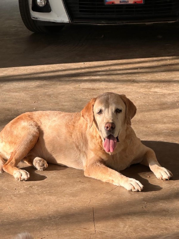 purujit1912 uploaded   1 year/s ago