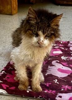 Caricia of the purujit1912 family