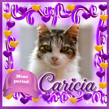 Caricia of the purujit1912 family