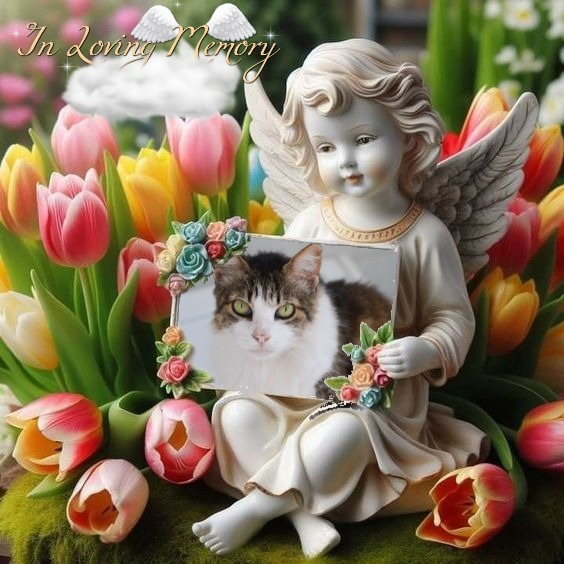 Caricia of the purujit1912 family