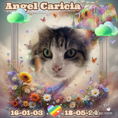 Caricia of the purujit1912 family