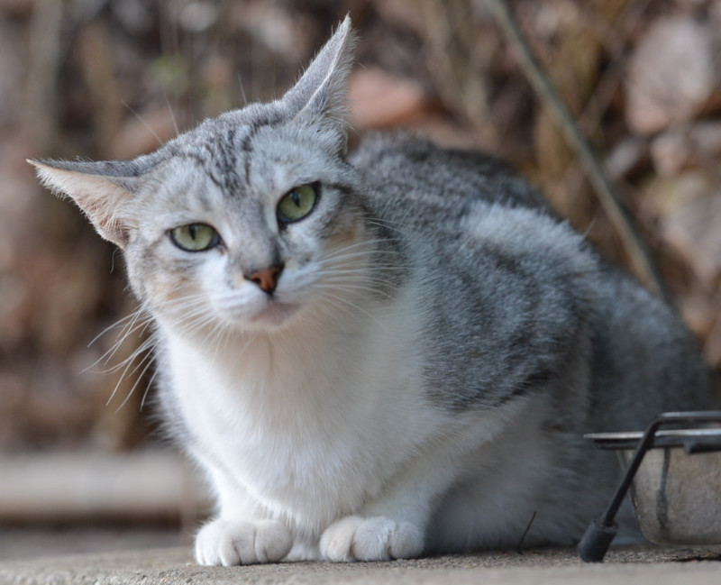 purujit1912 uploaded   6 year/s ago